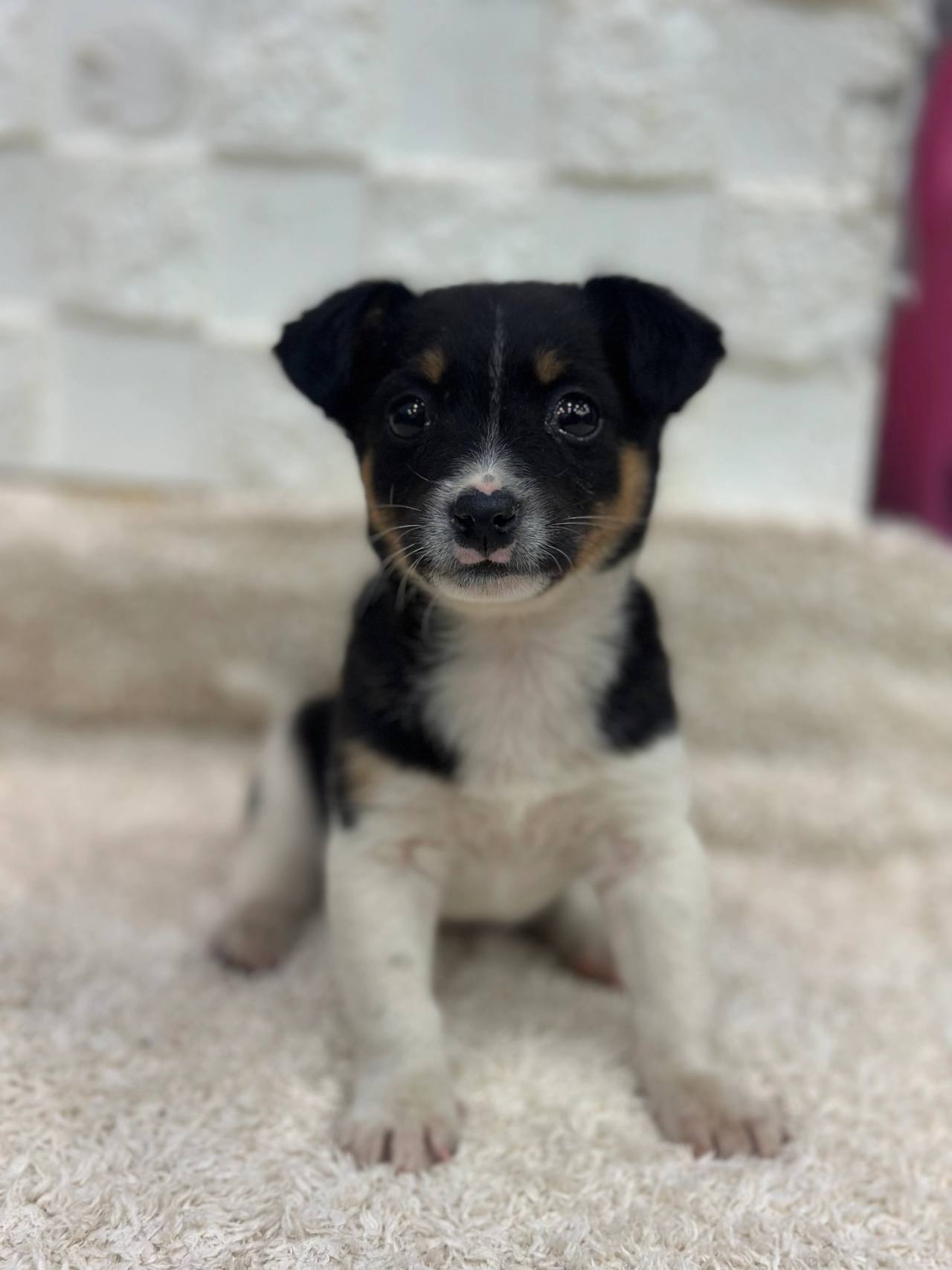 행곰이