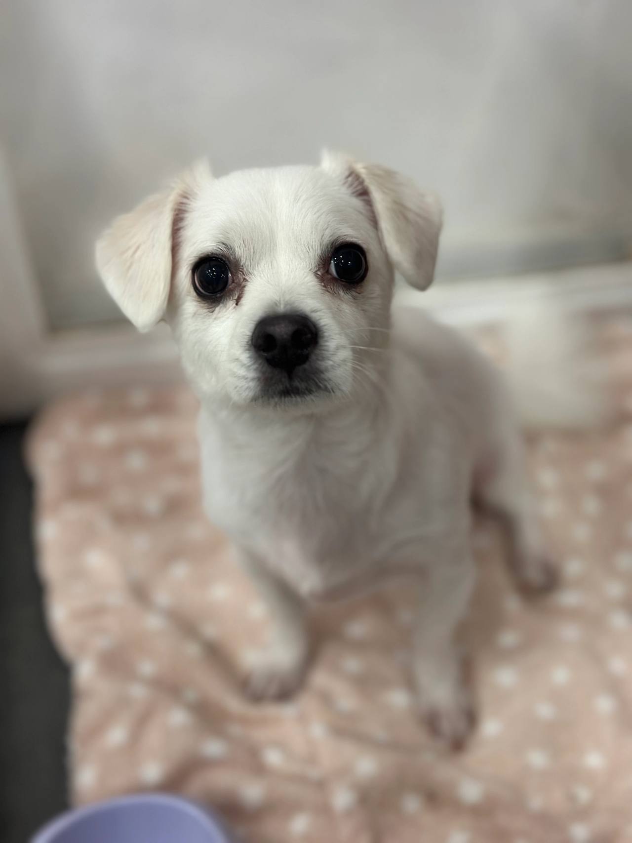 멜로