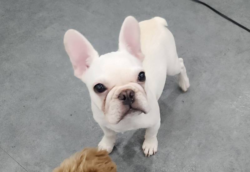 찰떡이