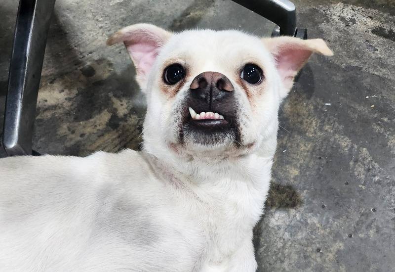 양이