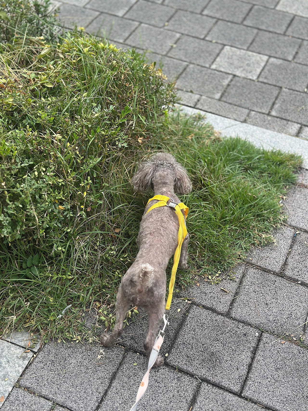 토이푸들 초코 산책