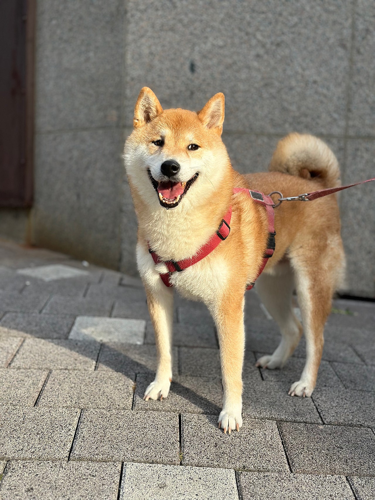 시바견 길산 산책